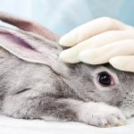 Brasil prohíbe experimentación de cosméticos en animales con nueva ley firmada por Lula