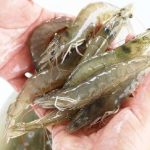 Ecuador reanuda exportaciones de camarón y banano a Brasil