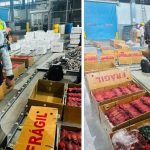 Incautan 2.460 cangrejos rojos en Quito destinados a exportación ilegal a EE. UU.