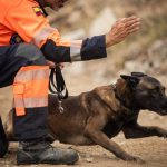 “¡Perros héroes de Guayaquil salvan vidas en desastres!”